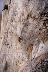 bark of a tree