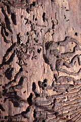 bark of a tree
