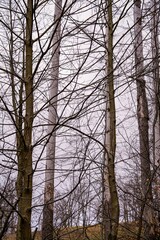 Obraz premium trees in the forest