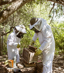 Two beekeepers dressed in protective suits guard a honeycomb box in a small bee hive, surrounded by lots of nature.