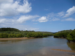 やんばる国立公園　慶佐次湾のマングローブ