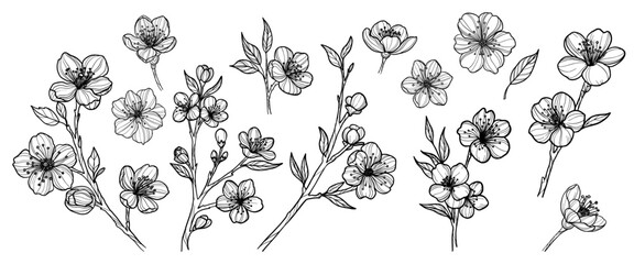 Sakura flowers set hand drawn, line art vector illustration 