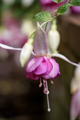 Pink fuchsia blossom 