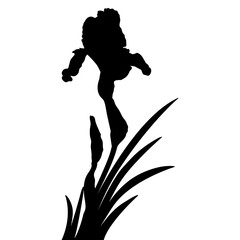 Iris flower black silhouette, botanical vector illustration