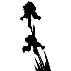Iris flower black silhouette, botanical vector illustration