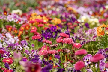 Obraz premium flowers in the garden