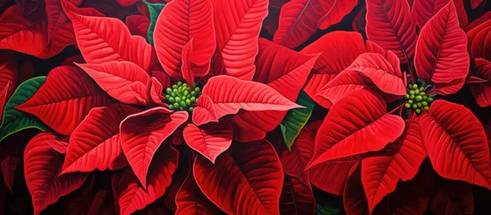 Foto op Canvas Poinsettia featuring bright double red blooms. © Vusal