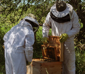 Two beekeepers looking at a honeycomb freshly removed from a hive. Grabbing the frames full of wax and working bees.