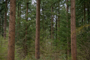 Dense fir forest in cloudy weather in the spring season. The weather before the storm in the...