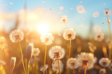 close up field of dandelion in sunshine