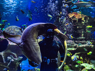 Scuba diver in a tropical aquarium with a shark and various fish