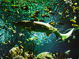 Sleeping sharks in the St. Petersburg aquarium. Underwater life.