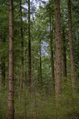 Dense fir forest in cloudy weather in the spring season. The weather before the storm in the wilderness