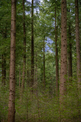 Dense fir forest in cloudy weather in the spring season. The weather before the storm in the...