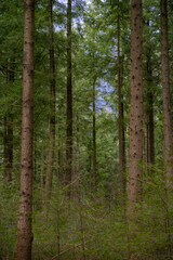 Dense fir forest in cloudy weather in the spring season. The weather before the storm in the wilderness