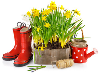 Spring flowers in pot with red rubber boots and garden tools. Gardening floriculture farming. Still life with yellow lent lily, isolated on white background.