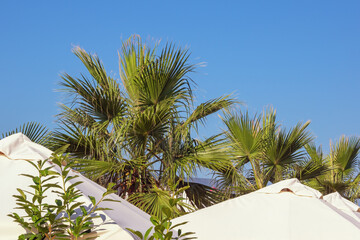 Fototapeta na wymiar Beach vacation concept. Beach umbrellas and leaves of palm trees against blue sky. Montenegro