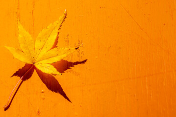 The  autumn leave on orange floor with empty space