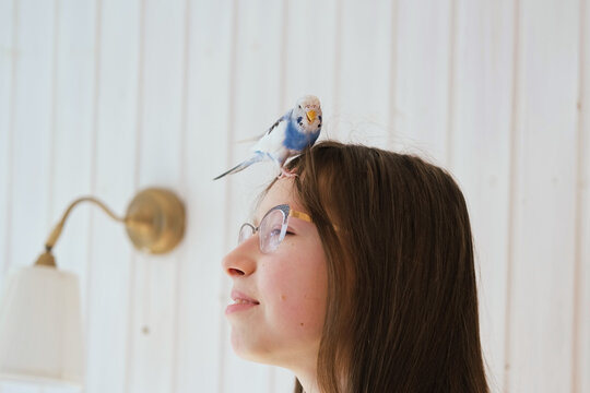 Budgerigar playing with girls glasses. Budgie. Funny blue purple parakeet sitting on owner head. Cute violet tamed bird having fun with teen. Friendship, relationship with Pets. Cute domestic animals