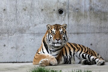 座ったカメラ目線のトラ