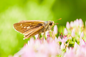 Rice skipper butterfly, A butterfly is on the flower