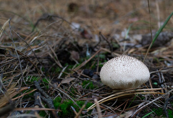 Lycoperdon perlatum. Common puffball