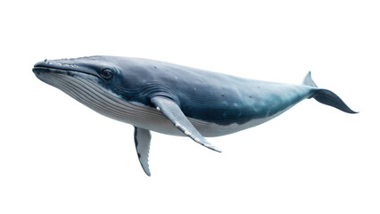 whale swimming in the blue ocean, isolated on white background