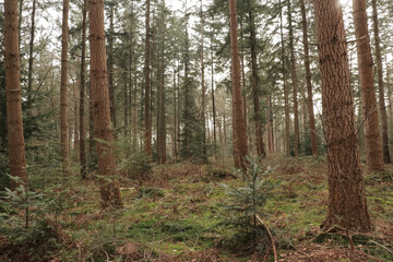 Beautiful evergreen fairy tale forest landscape with sunlight shining through the trees and foliage. Emerald green moss. Nature, deforestation, reforestation, ecology.