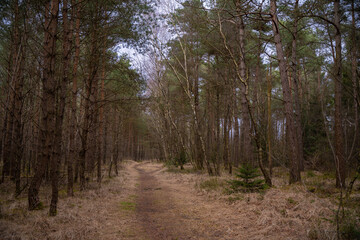 A path through the coniferous forest in the spring season. Cloudy weather in the wilderness. Walking outdoors in nature