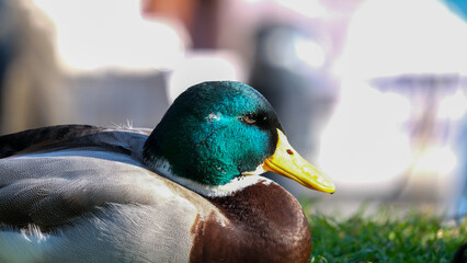 Close up mallard duck green head with blurred background. Bird duck portrait photography.