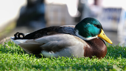 Close up mallard duck green head with blurred background. Bird duck portrait photography.