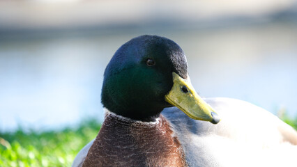 Close up mallard duck green head with blurred background. Bird duck portrait photography.