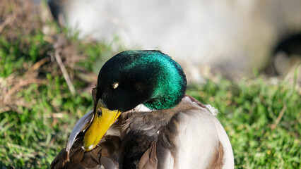 Close up mallard duck green head with blurred background. Bird duck portrait photography.