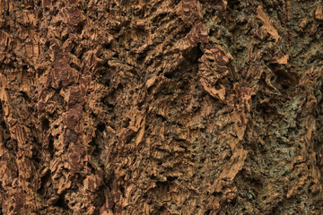 Detailed close up of chunky oak tree bark texture.