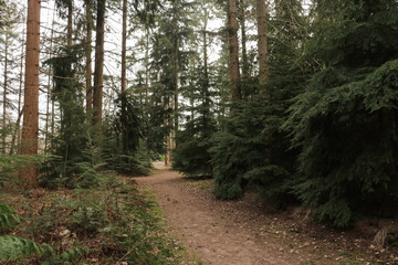 Hiking trail path in a pine tree fall forest, captured on an overcast day in autumn