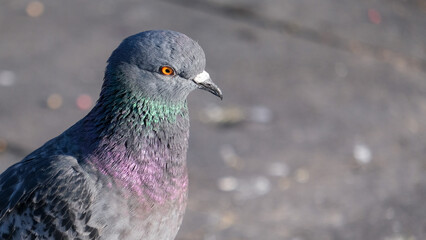 Close up pigeon head and colorful feather with blurred background. Open space area.