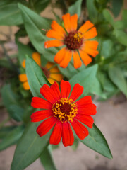 Flor silvestre, naturaleza, colores vibrantes.