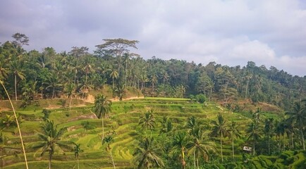 Fototapeta na wymiar Rice terrace in the morning Bali Indonesia