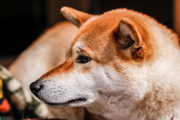 A Shiba Inu’s Restful Afternoon