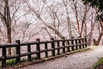 Thousand Trees of Cherry Blossoms: Spring’s Symphony at Mount Yoshino