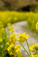 菜の花