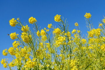 菜の花