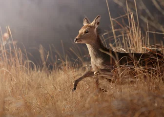 Fotobehang roe deer in the wild © 成貴 平井