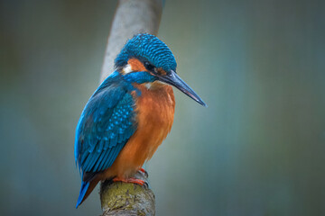 A common kingfisher sits on the branch without leaves and looks towards the camera lens. Close-up portrait of a common kingfisher with a dark-blue background. - obrazy, fototapety, plakaty