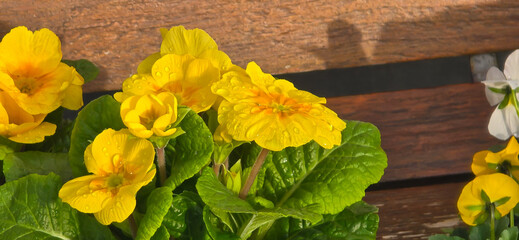 Yellow flowers Primroses (Primula Vulgaris) on a bed