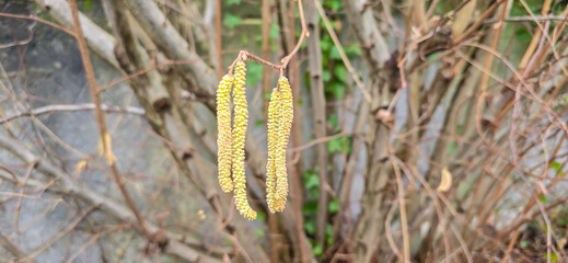 Pollen count, pollen allergy background banner panorama - hazelnut, hazelnut writing tree ( Corylus avellana ) with pollen catkins and yellow pollen, illuminated by the sun