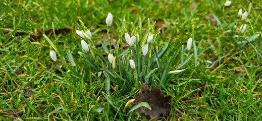 Snowheads bloom in spring. Beautiful blooming in the grass at sunset. A delicate snowflake is one of the symbols of spring. (Amaryllidaceae - Galanthus nivalis)