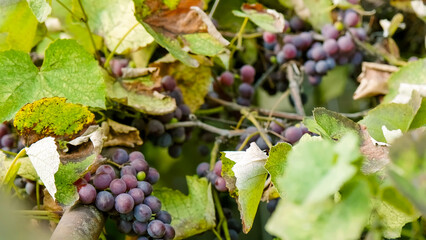 Juicy red grapevines on the bunches. Country winemaking
