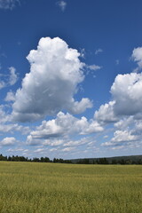 A field of oats in summer, Sainte-Apolline, Québec, Canada