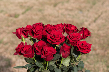 Bouquet of red roses outdoors in sunshine
